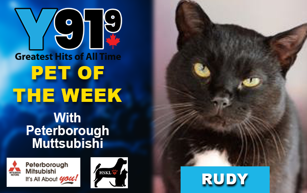 Y91.9 Pet of the Week